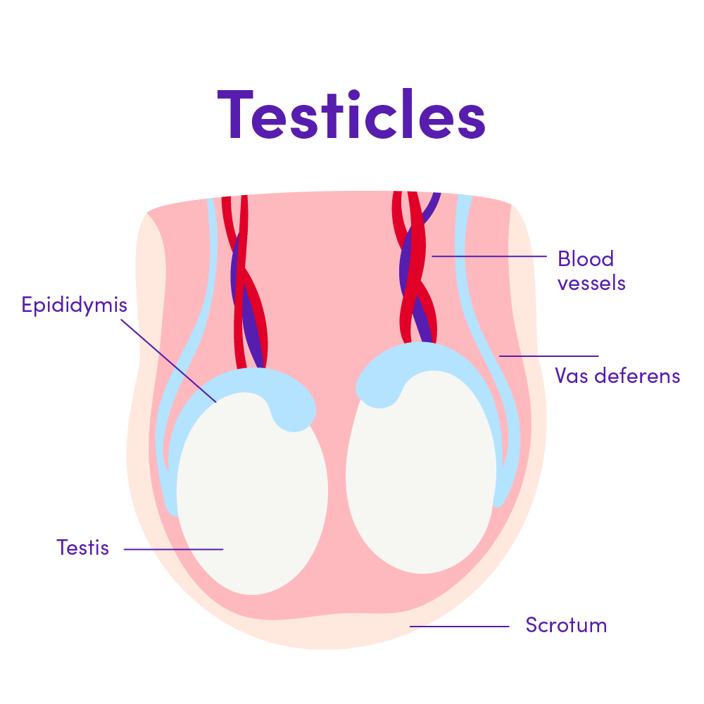 Testicles illustration